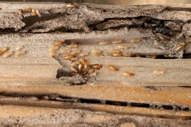 Best Exterminator Services  in Paris, IL